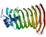 Membrane Spanning 4 Domains Subfamily A, Member 1 (MS4A1) Membrane Spanning 4 Domains Subfamily A, Member 1 (MS4A1)