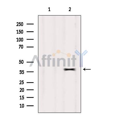 Валидация Affinity DF2833 - 13592