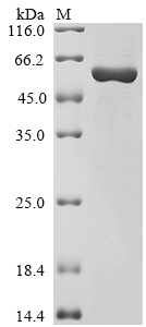 SDS-PAGE