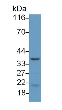 22165