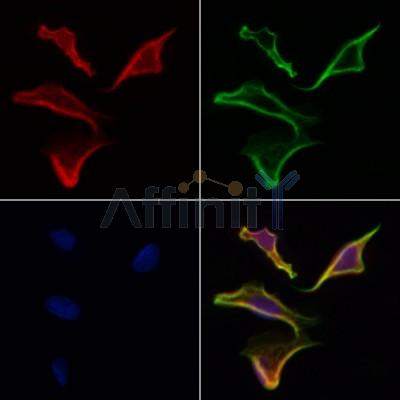 Валидация Affinity DF6863 - 18439