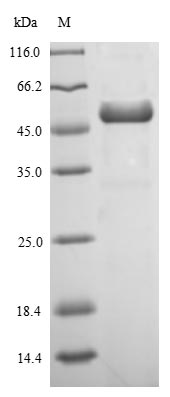 SDS-PAGE