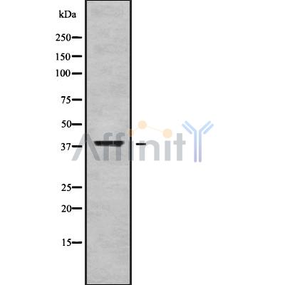 Валидация Affinity DF9191 - 21569