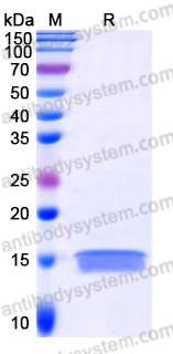 YHH34801, SDS-PAGE