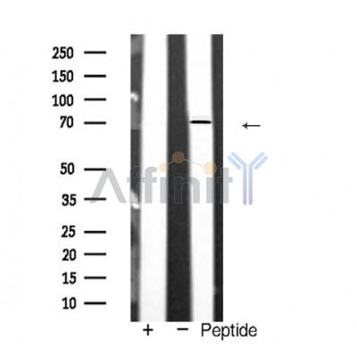 Валидация Affinity AF5465 - 3123