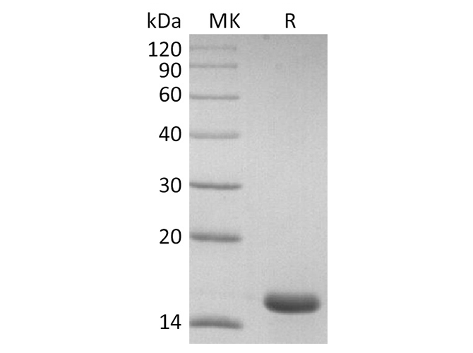 Валидация Elabscience PKSR030487(5791)