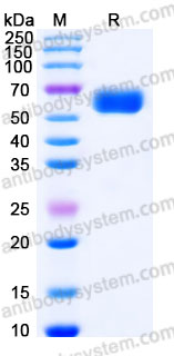 EHF26901, SDS-PAGE
