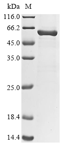 SDS-PAGE