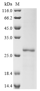 SDS-PAGE