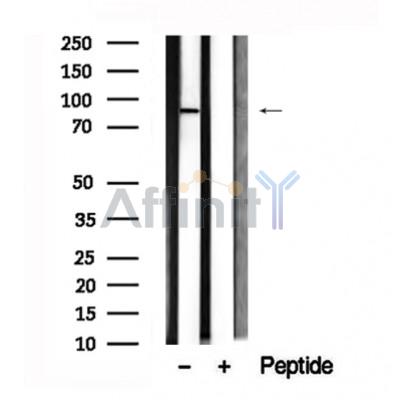 Валидация Affinity AF7656 - 4335