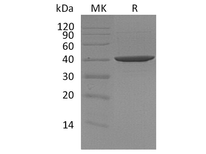 Валидация Elabscience PKSH032360(2849)