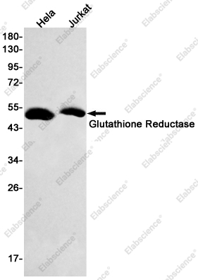 Вестерн-блоттинг, Glutathione Reductase, клетки HeLa и Jurkat