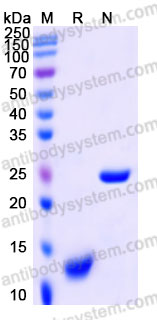 ARB91601, SDS-PAGE