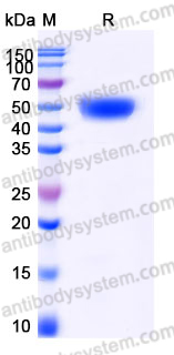 AHD62603, SDS-PAGE