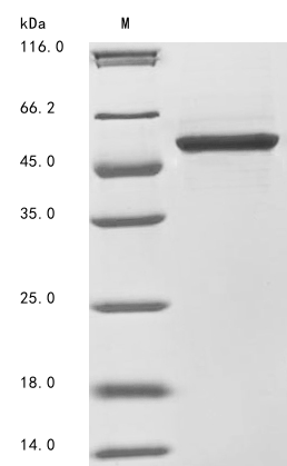 SDS-PAGE