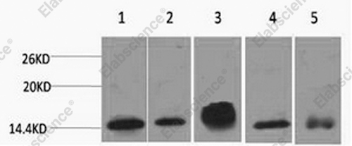 Вестерн-блоттинг, Histone H2B, клетки HeLa, 3T3, Raw264.7, ткань мозга и почки крысы