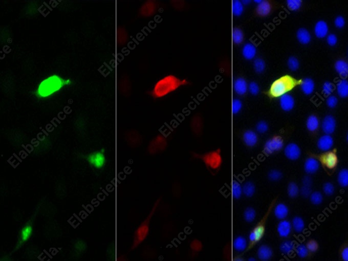 Иммунофлуоресценция, GFP, клетки 293F