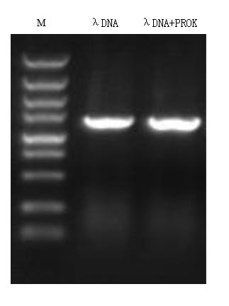 Электрофорез в агарозном геле для детекции остаточной ДНКазы