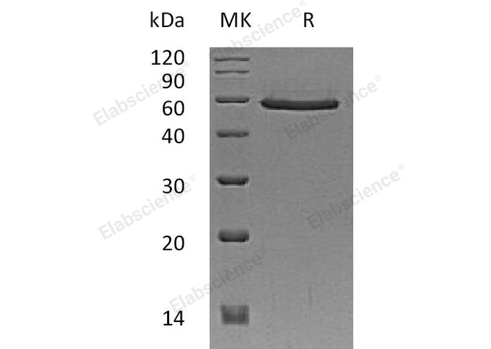 Валидация Elabscience PKSH032763(3187)