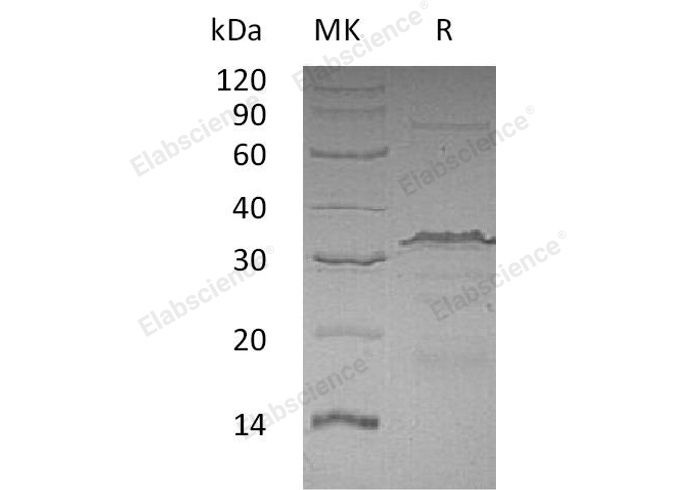Валидация Elabscience PKSH033136(3495)