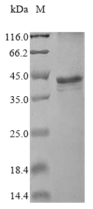 SDS-PAGE
