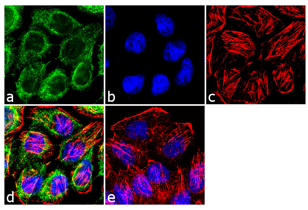 Валидация AssayVector ARM2411(4251)