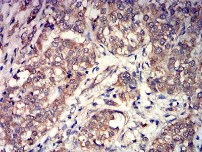 Валидация AntibodySystem RHG91001 (3122)