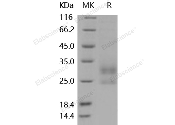 Валидация Elabscience PKSM040948(4887)