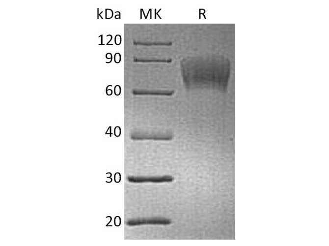 Валидация Elabscience PKSH033791(4062)