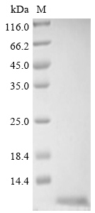 SDS-PAGE