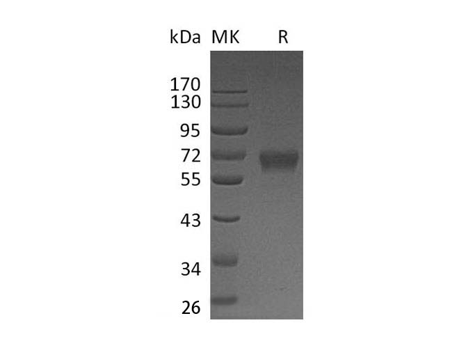 Валидация Elabscience PKSH033305(3638)
