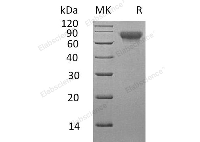 Валидация Elabscience PKSH033121(3482)