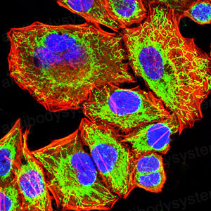 Валидация IF - AntibodySystem RHK06403