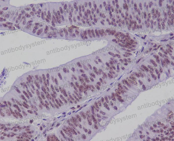 Валидация AntibodySystem RHN60902