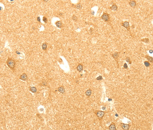 Валидация Elabscience E-AB-10116