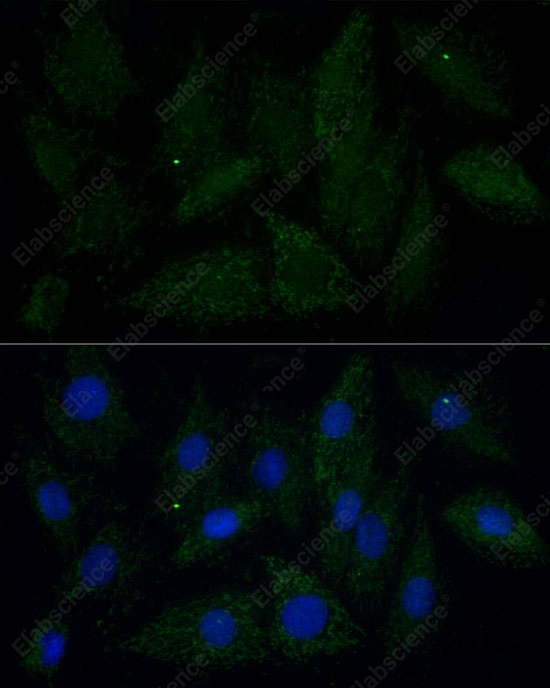Иммунофлуоресценция, ATAD3A/ATAD3B, клетки H9C2