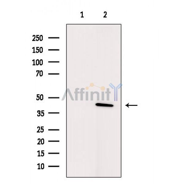 Валидация Affinity AF6781 - 4023