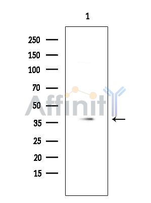 Валидация Affinity AF5341 - 2928