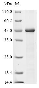 SDS-PAGE