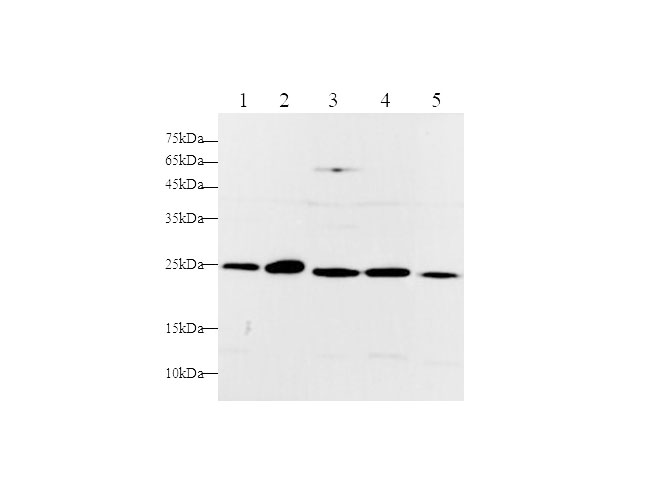 Вестерн-блоттинг, RAN, клетки HeLa, NIH/3T3, HepG2, Jurkat, PC-12