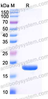 EHB78501, SDS-PAGE