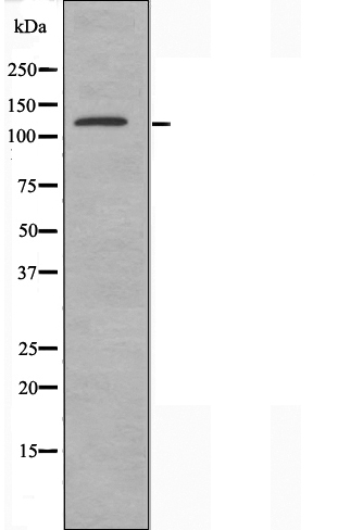 Валидация Affinity DF3692 - 14712