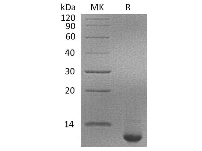 Валидация Elabscience PKSH033357(3688)