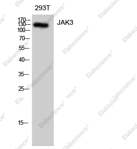 Вестерн-блоттинг, JAK3, клетки 293T