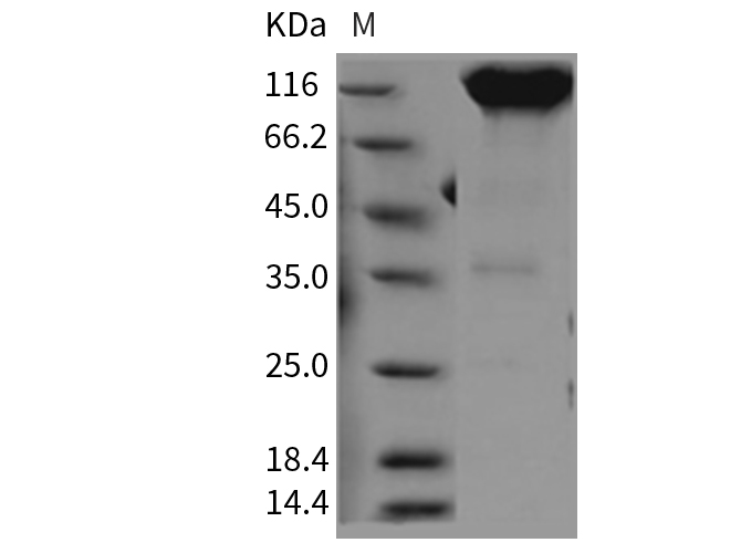 Валидация Elabscience PKSR030168(5534)