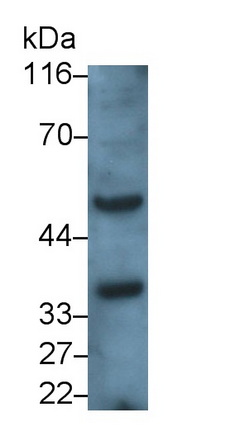 1741