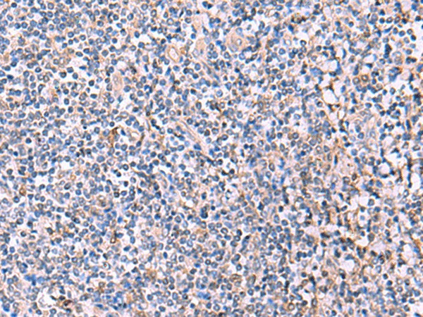 Валидация Elabscience E-AB-52976