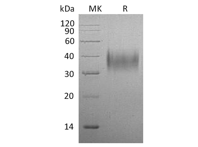 Валидация Elabscience PKSM041338(5232)