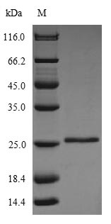 SDS-PAGE