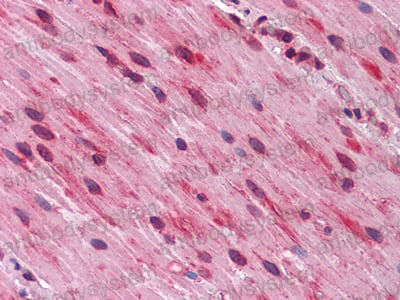 Валидация AntibodySystem RHD60502